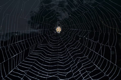 Tropical Red and Black Orb-weaving Spider (Eriophora fuliginea) weaving, Costa Rica, Central