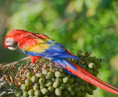 Scarlet Macaw (Ara macao) perching on a tree, Osa Peninsula, Costa Rica