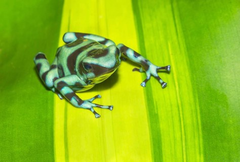 Green and Black poison dart frog, (Dendrobates auratus), Costa Rica, Central America
