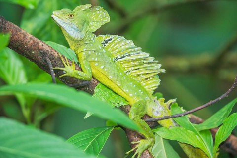 Plumed Basilisk (Basiliscus plumifrons), Costa Rica, Central America