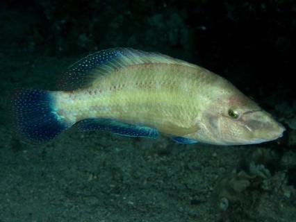 Ein Pfauenlippfisch (Symphodus tinca) schwimmt bei Nacht in einer dunklen Umgebung. Tauchplatz