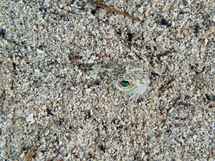 Ein Petermännchen (Trachinus draco), Gifttier, mit grünlichen Augen eingegraben im Sand. Tauchplatz