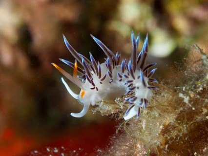 Bunte Schnecke mit blauen Mustern, Wander-Fadenschnecke (Cratena peregrina), kriecht auf