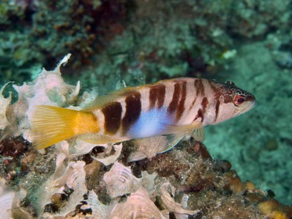 Fisch mit gelbem Schwanz und Streifenmuster, Schriftbarsch (Serranus scriba), schwimmt über Algen.