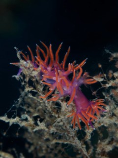 Eine leuchtend orange-violette Meeresschnecke, Rotviolette Fadenschnecke (Edmundsella pedata), die