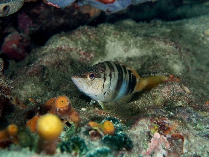 Ein gestreifter Fisch, Schriftbarsch (Serranus scriba), der sich in einer Unterwasserlandschaft