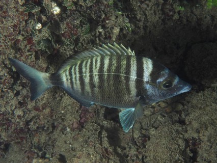 Ein gestreifter Fisch, Spitzbrasse (Diplodus puntazzo), schwimmt über den Meeresboden. Tauchplatz