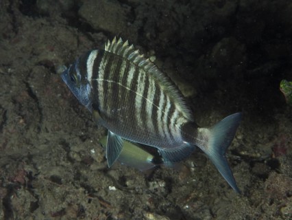 Ein gestreifter Fisch, Spitzbrasse (Diplodus puntazzo), schwimmt nahe am Meeresboden in einer