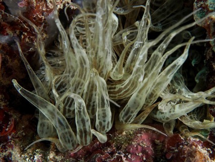 Durchscheinende Siebanamone (Aiptasia mutabilis) mit wirbelnden Formen in einer Unterwasserumgebung