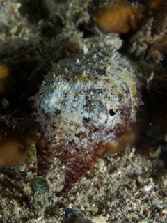 Eine Sepia, Gewöhnlicher Tintenfisch (Sepia officinalis) juvenil ruht auf dem Meeresboden bei Nacht