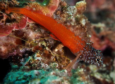 Schwarzkopf-Schleimfisch (Microlipophrys nigriceps), Schleimfisch, liegt auf einem Riff im Meer.