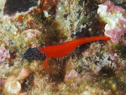 Ein Schwarzkopf-Schleimfisch (Microlipophrys nigriceps), Schleimfisch, auf einem algenbedeckten