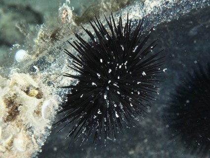 Schwarzer stacheliger Seeigel (Arbacia lixula) haftet an einer Unterwasserstruktur. Tauchplatz