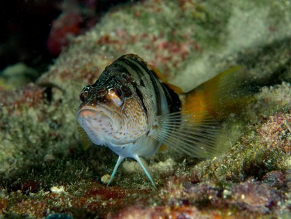 Schriftbarsch (Serranus scriba) mit markantem Streifenmuster auf einem Riff. Tauchplatz Hausriff,