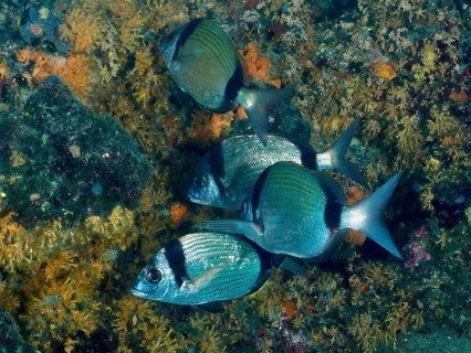 Ein Schwarm blau-grauer Fische, Zweibindenbrasse (Diplodus vulgaris), vor einer bunten Riffwand.