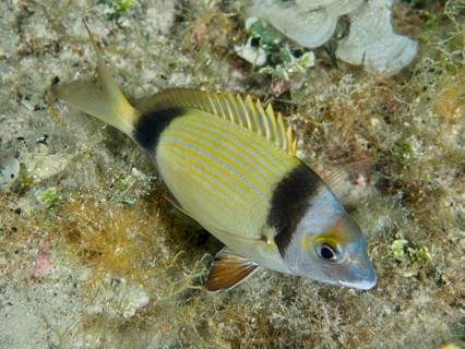 Eine Zweibindenbrasse (Diplodus vulgaris) mit buntem Muster schwimmt über den Meeresboden.
