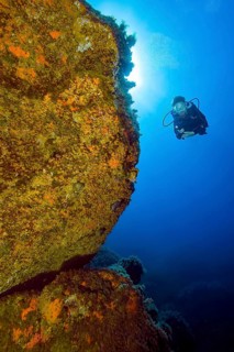 Unterwasserfoto von Taucherin betrachtet beleuchtet Unterwasserfelsen ist von Gelbe Krustenanemonen
