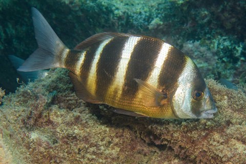 Unterwasserfoto Nahaufnahme von Rotbandbrasse (Pagrus auriga) Ostatlantik, Makaronesien-Archipel,