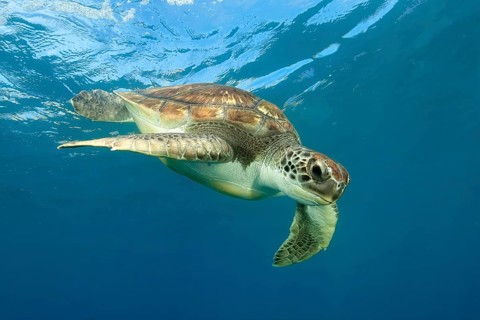 Unterwasserfoto von junge Grüne Schildkröte (Chelonia mydas) Suppenschildkröte schwimmt in blaues