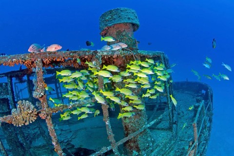 Unterwasserfoto von Wrack Schiffswrack Silver Star vor Nordküste von Mauritius, für Tauchsport