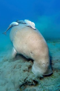 Unterwasserfoto Aufnahme aus nächster Nähe von Seekuh Gabelschwanzseekuh (Dugong dugong) frisst