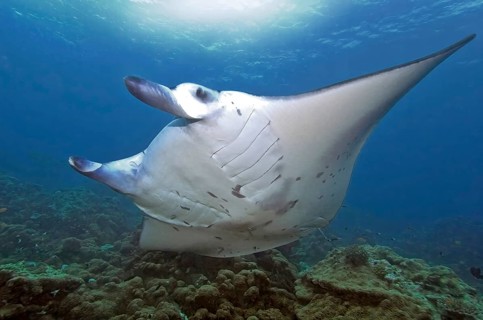 Unterwasserfoto von großer Teufelsrochen (Mobula birostris) Synonym Manta Mantarochen schwimmt an