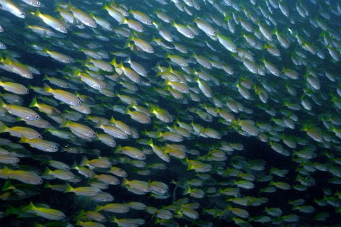 Unterwasserfoto von großer Schwarm von Gemeiner Gewöhnlicher Schnapper (Lutjanus lutjanus),