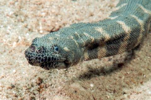 Unterwasserfoto Nahaufnahme von Kopf von Indische Warzenschlange (Acrochordus granulatus)