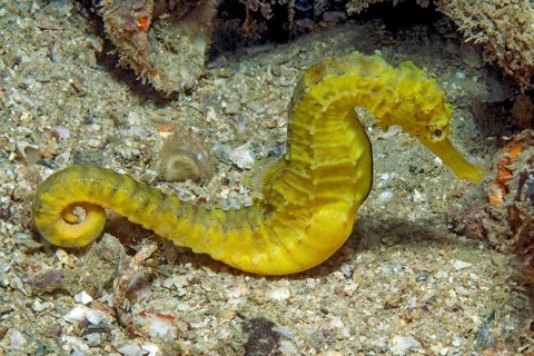 Unterwasserfoto Nahaufnahme von gelbes Tigerschwanz-Seepferdchen (Hippocampus comes) Seepferdchen,