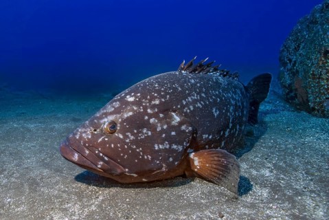 Unterwasserfoto von großes Exemplar von riesiger Brauner Zackenbarsch (Epinephelus marginatus)