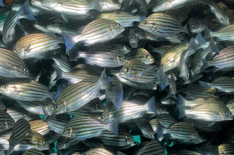 Unterwasserfoto Nahaufnahme von dichtgedrängter Schwarm Großaugenschnapper (Lutjanus lutjanus),