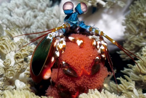 Unterwasserfoto Nahaufnahme von bunter farbenfroher Schmetter-Fangschreckenkrebs (Odontodactylus