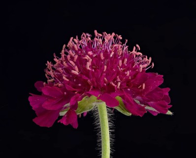 Witwenblume (Knautia), Blüte, Deutschland