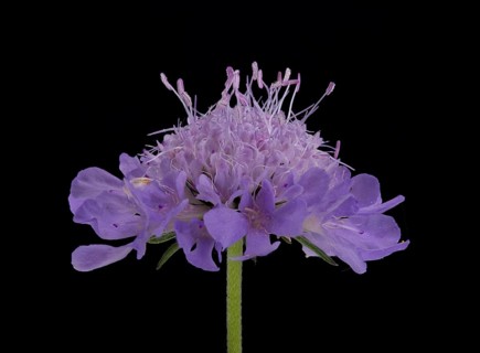 Tauben-Skabiose (Scabiosa columbaria), Blüte, Deutschland
