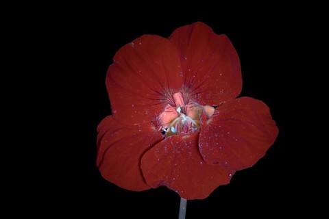 Kapuzinerkresse (Tropaeolum), Blüte, UV-Licht, Deutschland