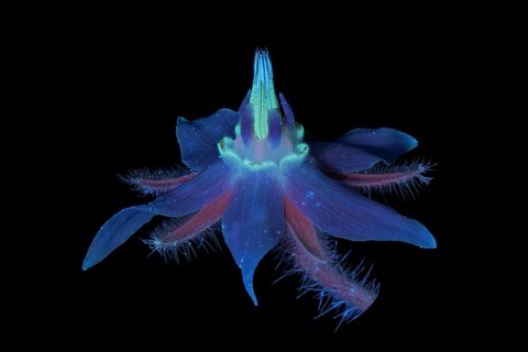 Borretsch (Borago officinalis) Boretsch Gurkenkraut, Pflanze, UV-Licht, Deutschland