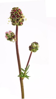 Kleiner Wiesenknopf Pimpernell (Sanguisorba minor), Pimpinelle, Blüte, Deutschland