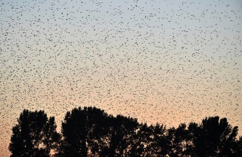 Stare, (Sturnus vulgaris), fliegen bei Sonnenaufgang auf dem Darß, Mecklenburg-Vorpommern,