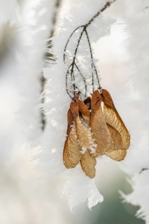 Ice crystals from roarfrost on Amur maple (Acer tataricum subsp. ginnala) seeds at sunshine in