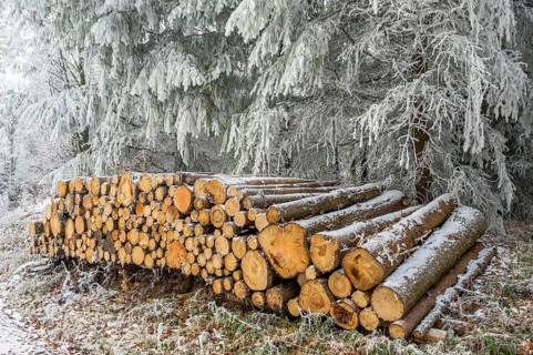 Piled up felled tree trunks in a forest white from roarfrost on a sunny day in winter, Bavaria,