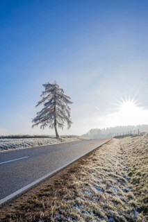 European larch (Larix decidua) standing beside a road with hoarfrost on the branches at sunshine in