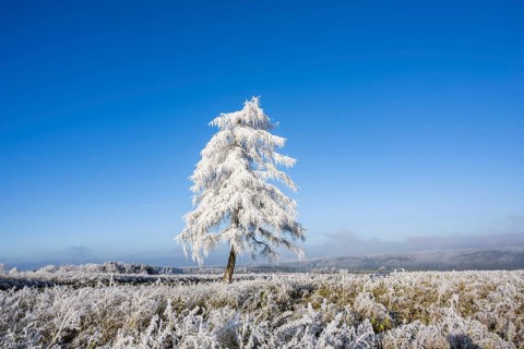 European larch (Larix decidua) with hoarfrost on the branches standing on a meadow on a sunny day