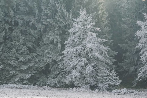 Norway spruce (Picea abies) white from roarfrost, on a sunny day in winter, Bavaria, Germany