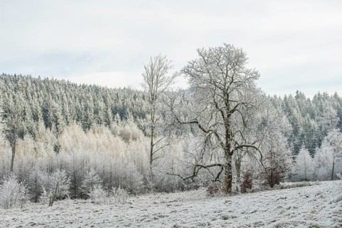 Meadow in a valley surrounded by a mixed forest with norway spruce (Picea abies) and European beech