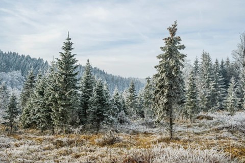 Valley surrounded by a mixed forest with young norway spruce (Picea abies) trees covered white from