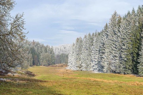 Meadow in a valley surrounded by a mixed forest with norway spruce (Picea abies) and European beech