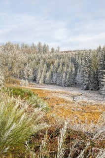 Valley with a small stream surrounded by a mixed forest with young norway spruce (Picea abies)