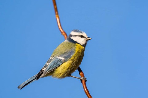 Eurasian blue tit (Cyanistes caeruleus) sitting on a branch, Bavaria, Germany