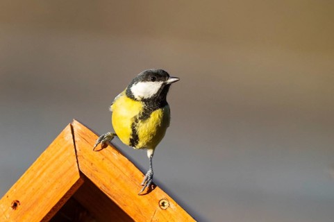 Great tit (Parus major) sitting on a fence, Bavaria, Germany