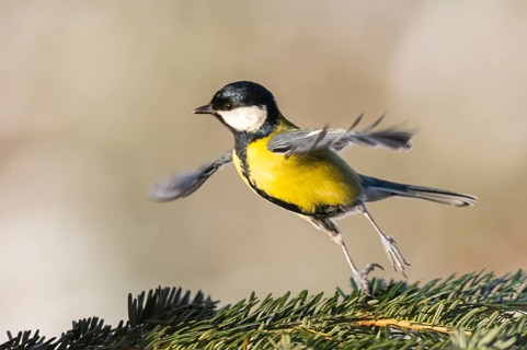 Great tit (Parus major) flying from a branch, Bavaria, Germany
